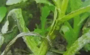 怎样防治茼蒿炭疽病？