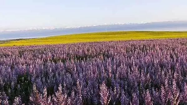 紫苏人工种植技术及采收和应用