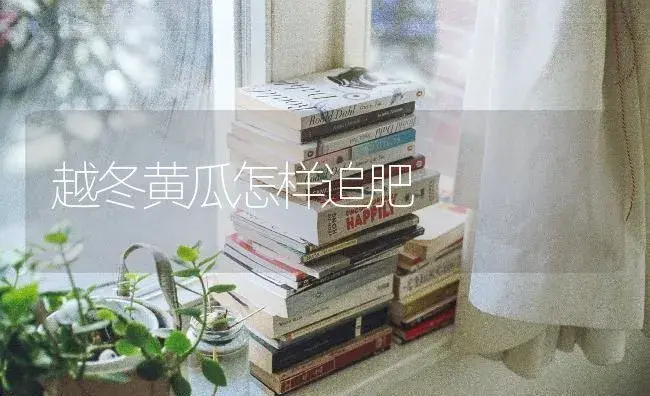 越冬黄瓜怎样追肥 | 蔬菜种植