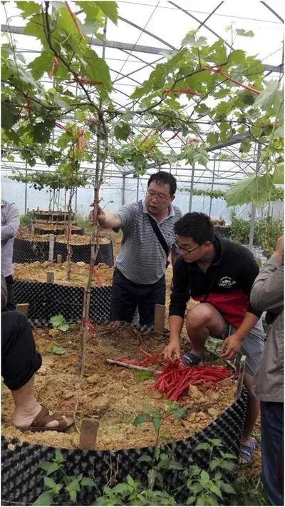 葡萄种植新办法有用防控葡萄根瘤蚜