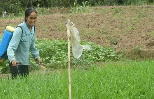 除草剂混用有哪些好处?混用时需要注意什么?