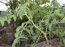 番茄树介绍