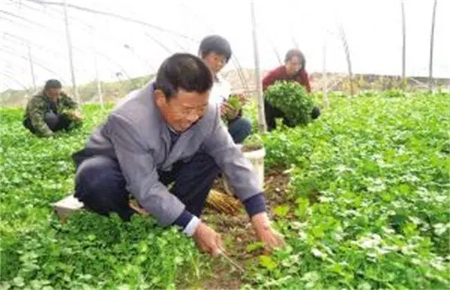 棚室香菜栽培技术