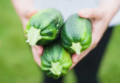 【种植经验】大棚西葫芦的种植方法