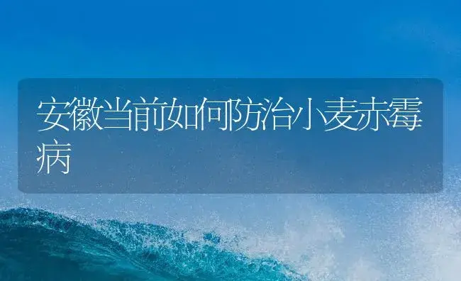 安徽当前如何防治小麦赤霉病 | 植物病虫害