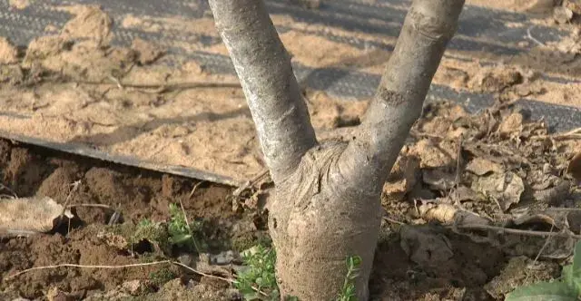 歪长苗不套袋长在“墙”上的苹果