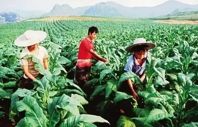 烤烟用无纺布覆膜种植有哪些好处