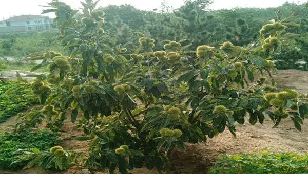 大红袍板栗的种植技术，合理施肥提高品质