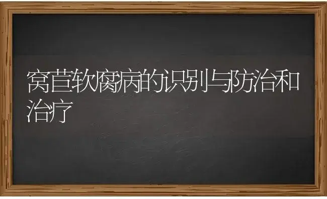 窝苣软腐病的识别与防治和治疗 | 蔬菜种植