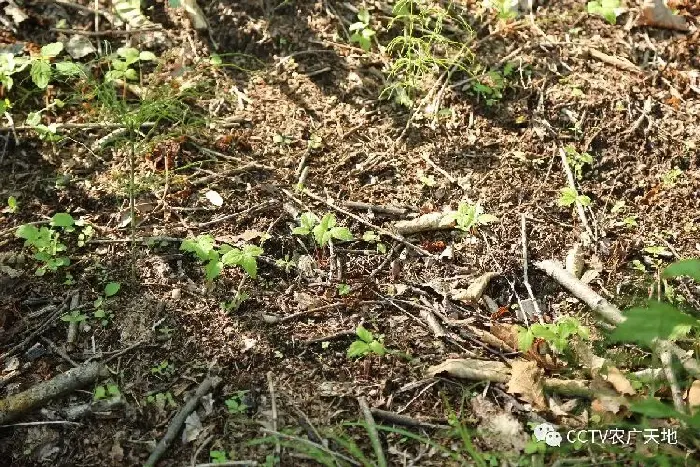 野山参的繁衍护育技术