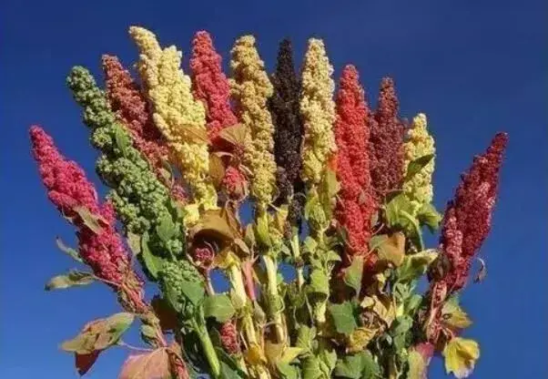 藜麦在平原地区试种成功，价值是小麦的10倍