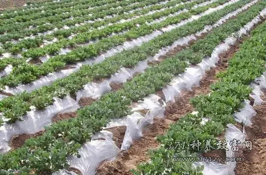 春花生地膜覆盖高产种植技术要点