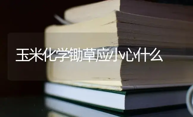 玉米化学锄草应小心什么 | 蔬菜种植