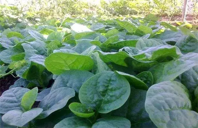 木耳菜田间管理技术