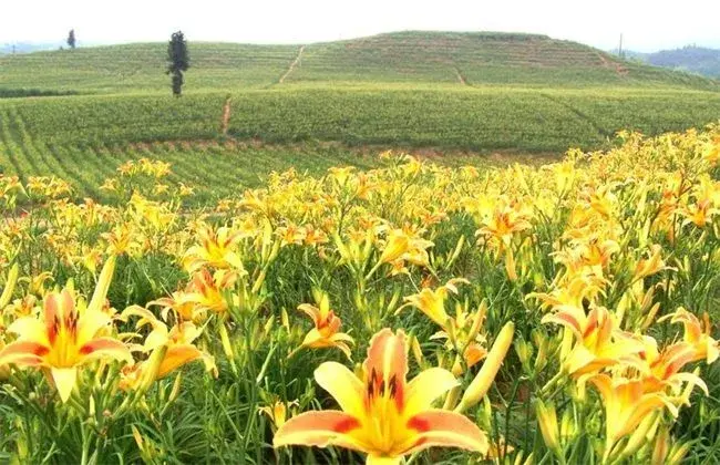 黄花菜成长环境