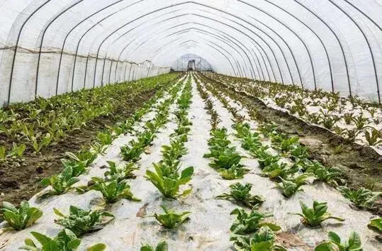 棚室蔬菜秋天管理技术要点