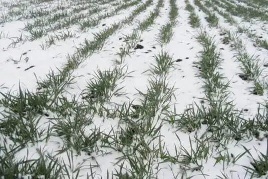 大雪过后小麦该如何管理