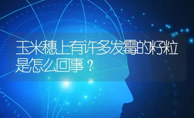 玉米穗上有许多发霉的籽粒是怎么回事？ | 蔬菜种植