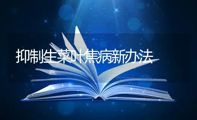 抑制生菜叶焦病新办法 | 蔬菜种植