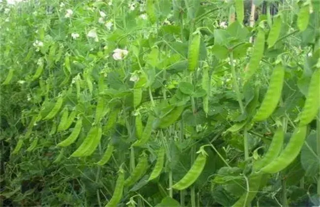 荷兰豆高产施肥手法