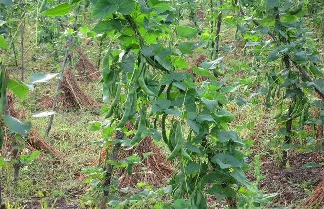 芸豆怎么种才能高产