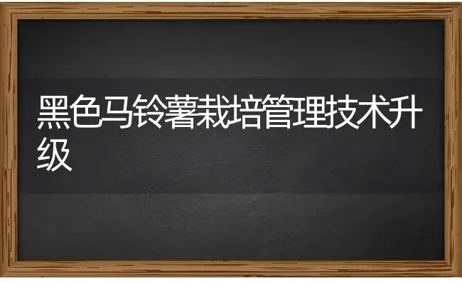 黑色马铃薯栽培管理技术升级 | 蔬菜种植