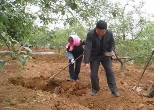 苹果树缺铁症状及铁肥施用措施