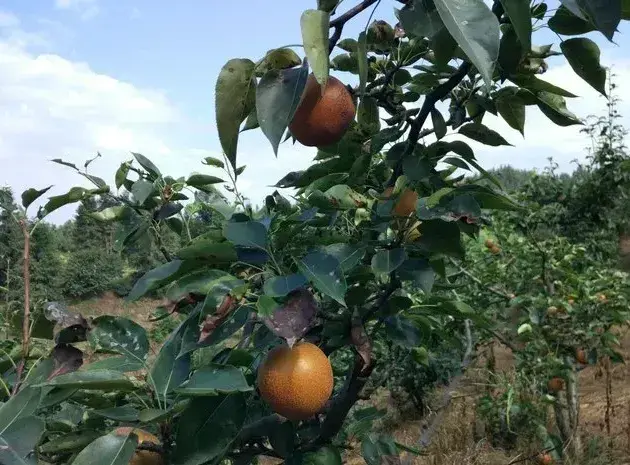 梨木虱防治方法有哪些？化学防治用什么药剂