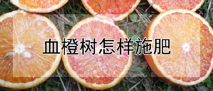 血橙树怎样施肥