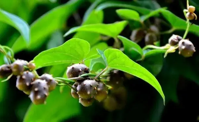 山药芦头、零余子的栽培时间和对策