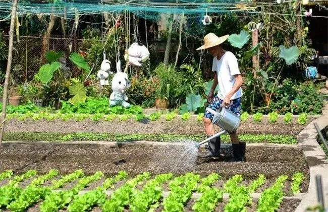 夏天蔬菜浇水小心事项