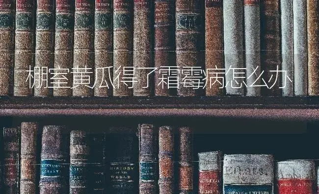 棚室黄瓜得了霜霉病怎么办 | 蔬菜种植