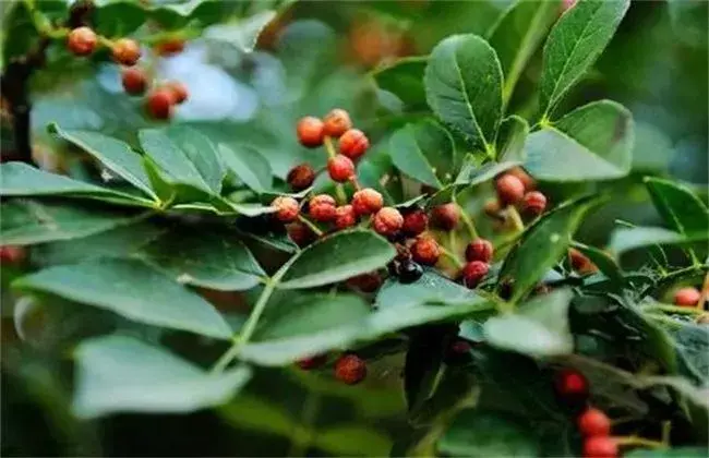 花椒落花落果防治和治疗方法