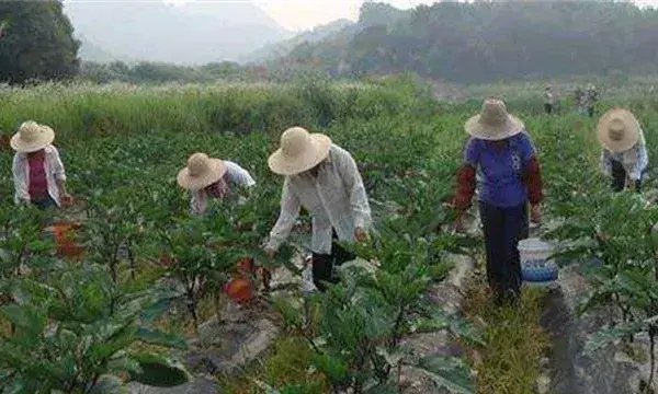 茄子盛夏期追肥注意什么