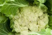 花椰菜早期现球的原因及防治