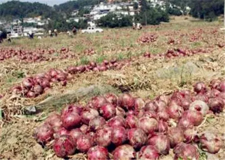 “石蒜科”洋葱怎么种植？各地最佳种植和收获时间在什么时候？