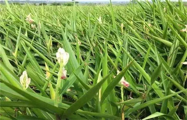 高良姜怎么栽培？高良姜的种植技术