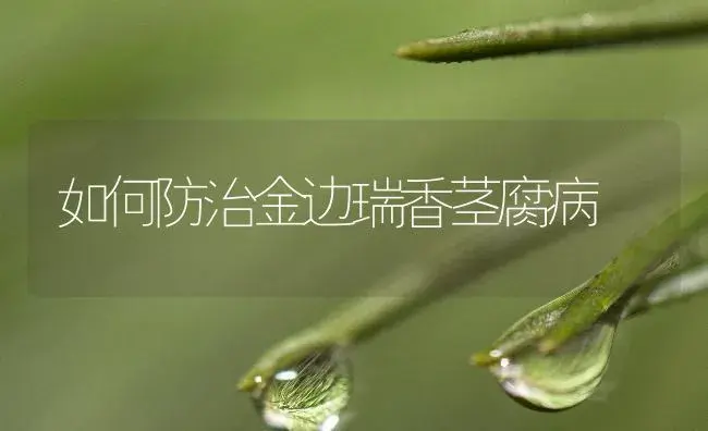 如何防治金边瑞香茎腐病 | 植物病虫害