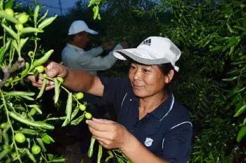 冬枣栽培舍得疏果才能高效