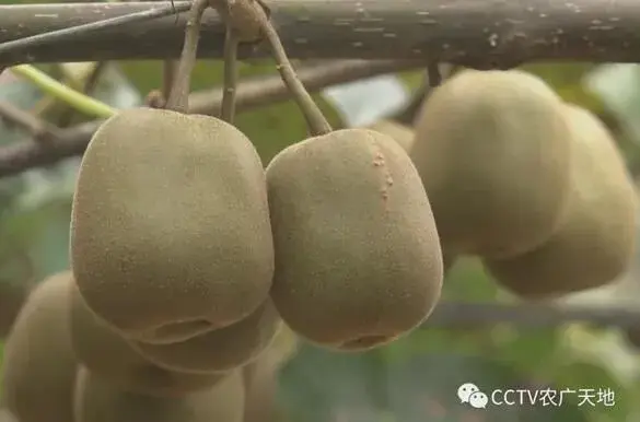 湖南麻阳红心猕猴桃、麻阳白鹅探秘