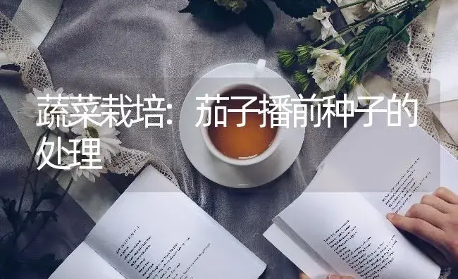 蔬菜栽培:茄子播前种子的处理 | 蔬菜种植