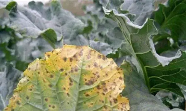 西兰花黑腐病的防治措施