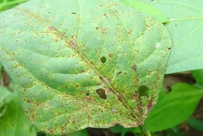 豇豆落花落荚怎么办，豇豆常见病虫害有哪些？