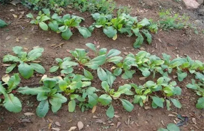 菠菜死苗 因素及防治和治疗措施