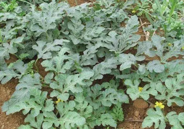 夏天高温西瓜空秧怎么防治和治疗