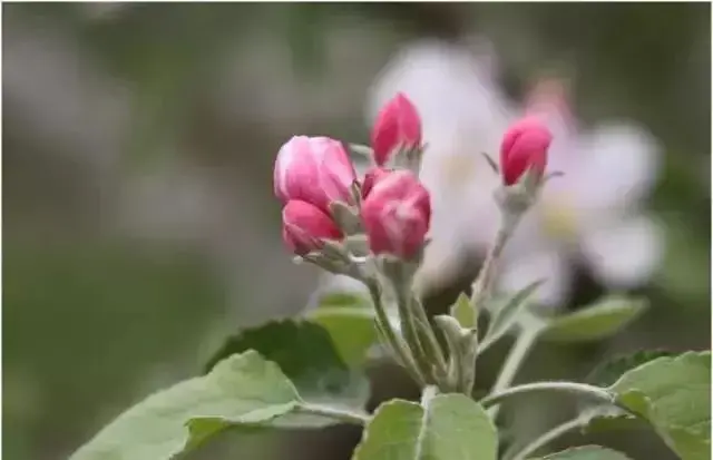 苹果疏花疏果四个关键点！