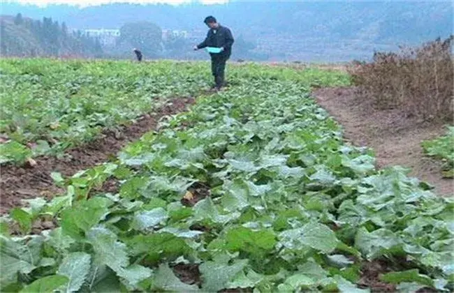 油菜早衰防治和治疗对策