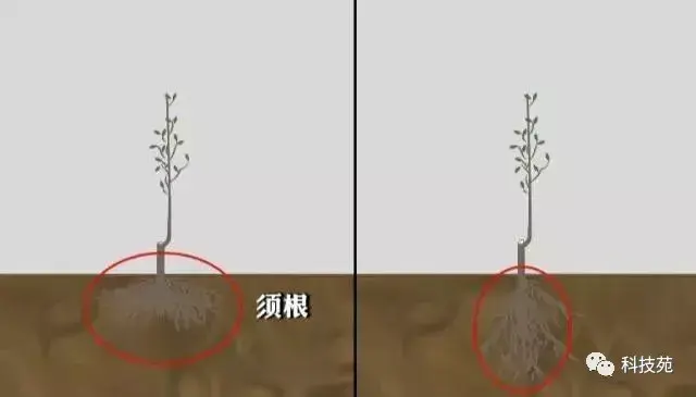 苹果矮砧集约种植，长在“墙”上的苹果带来不同的财富！