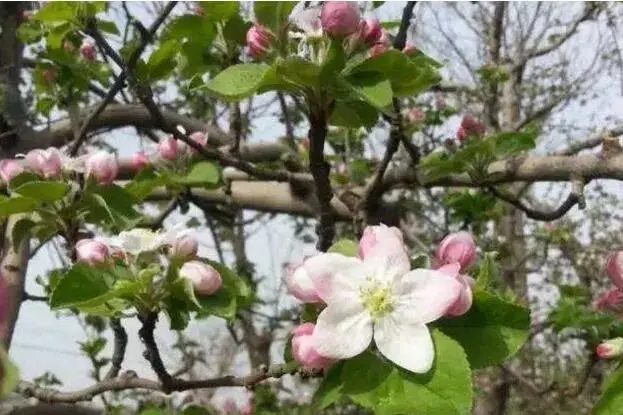 果树花期必需要疏花疏果吗？