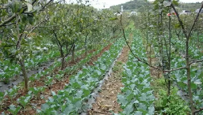 核桃园套种什么作物效益好